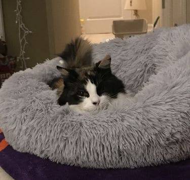 Cat Scratching Guard cat review