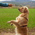 Hund macht Männchen in der Natur 