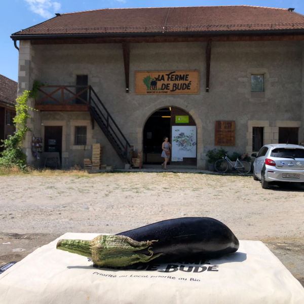 aubergine-du-jardin-bio