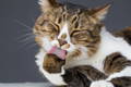 Short hair cat grooming itself with eyes closed and pink tongue licking its paw