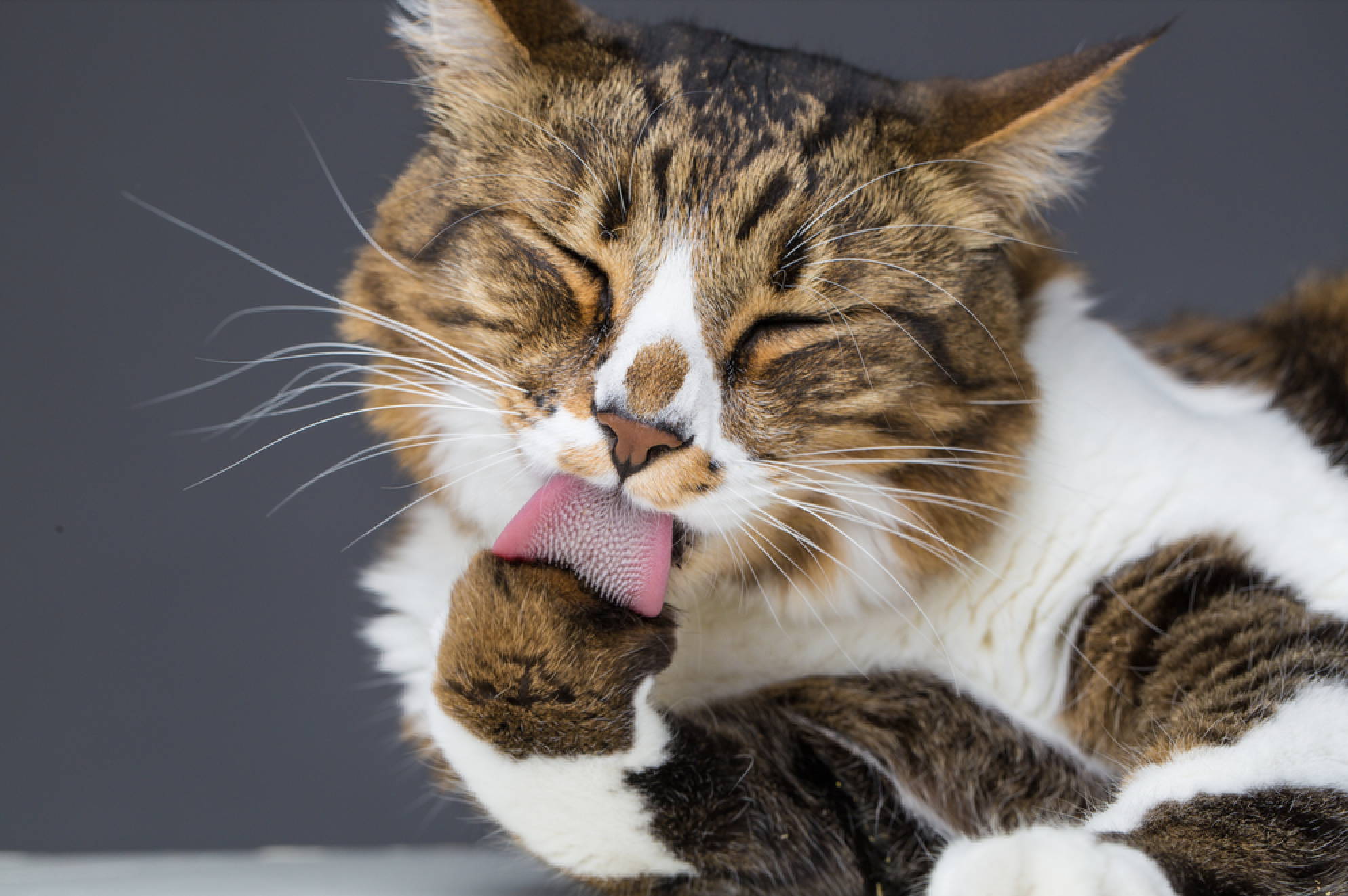 Short-haired cat grooming itself by licking its paw