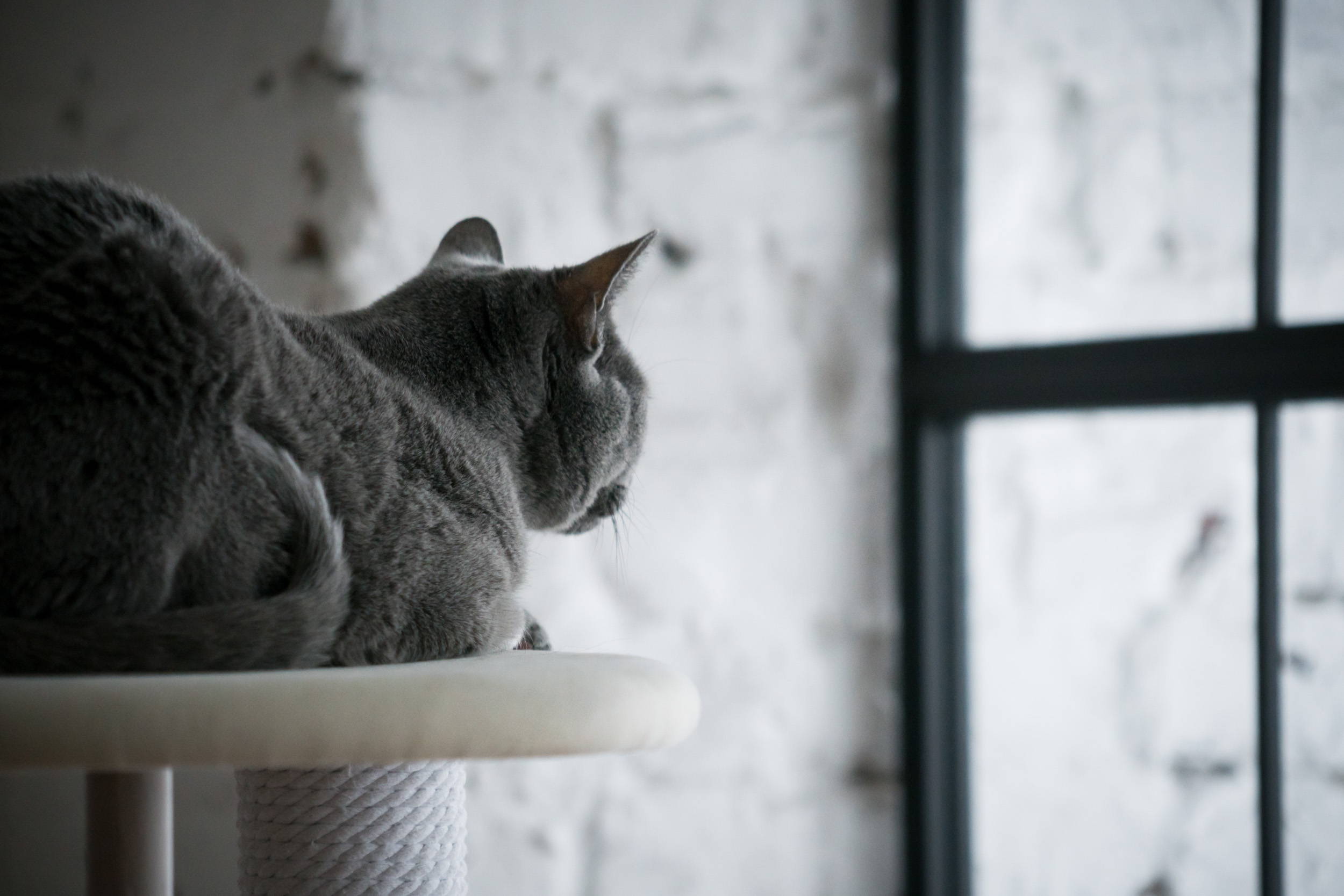 71％以上節約 Noble ShopKARIMOKU CAT TREE カリモク家具 日本製 キャットタワー 撥水加工生地 綿縄爪とぎ 木製  高さ124cm 据え置き ベージ