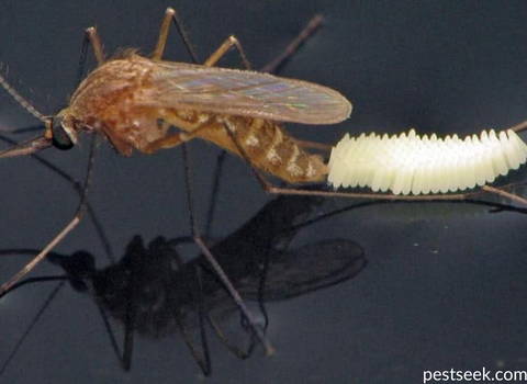 mosquito-laying-eggs