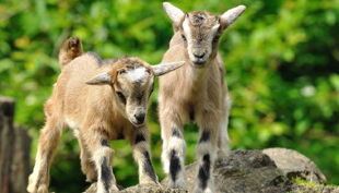 zoo krefeld zwergziegen