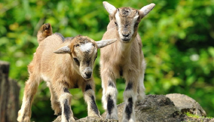 zoo krefeld zwergziegen