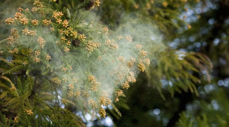 花粉