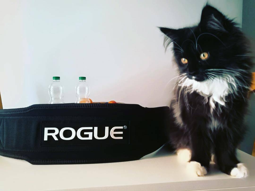 Rogue 5” Nylon Weightlifting Belt instagram