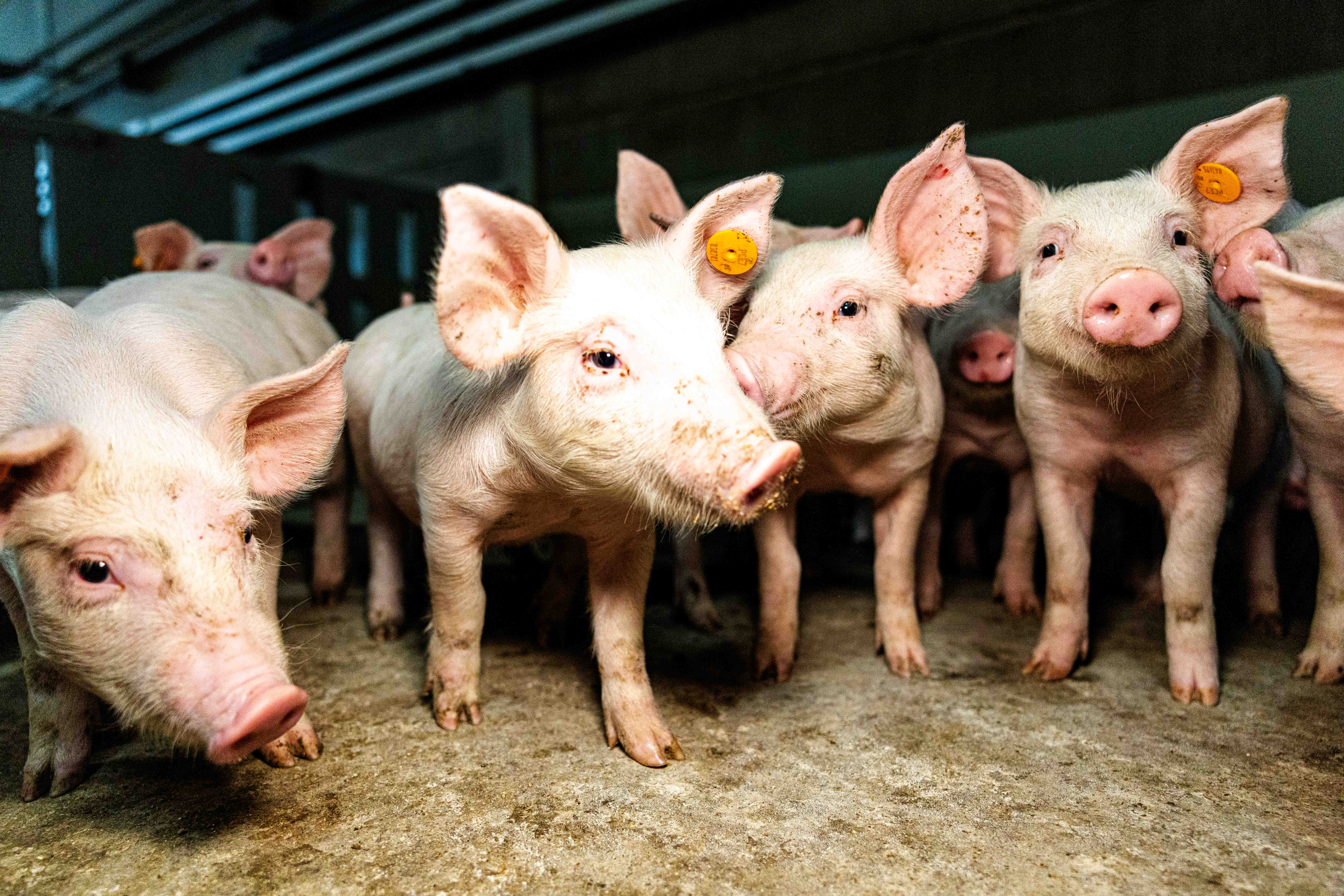 Delhaize versnelt de verduurzaming van varkensvlees 