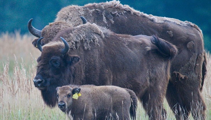 schorfheinz als baby