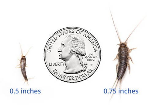 baby_silverfish_size_from_adults
