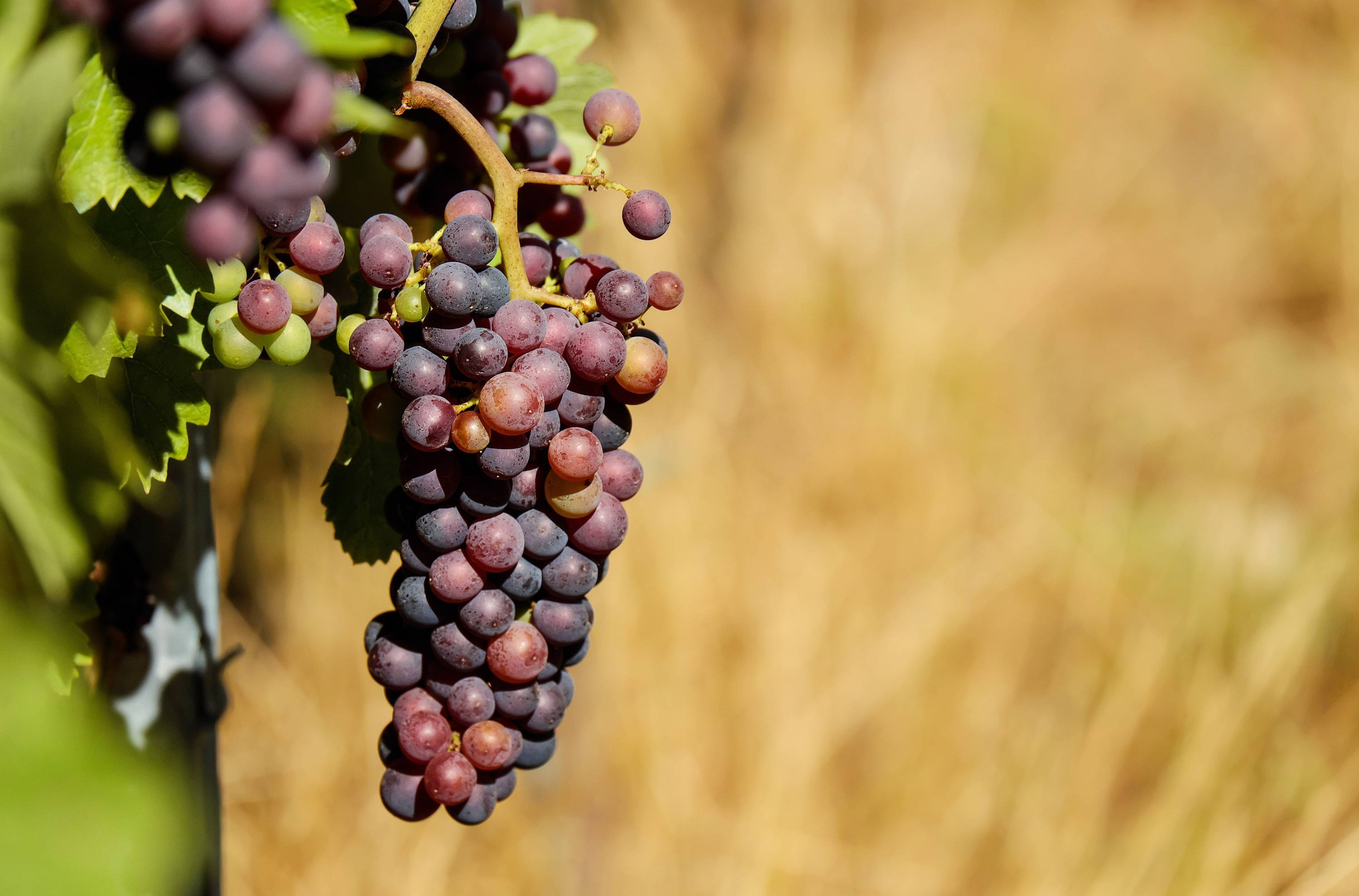 Close up of French grape hanging on its vine. 