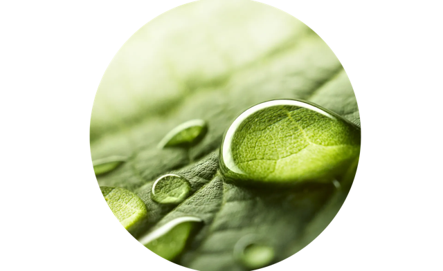Close-up of water droplets resting on a textured green leaf, highlighting natural freshness and detail.