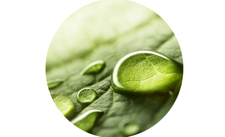 Close-up of water droplets resting on a textured green leaf, highlighting natural freshness and detail.