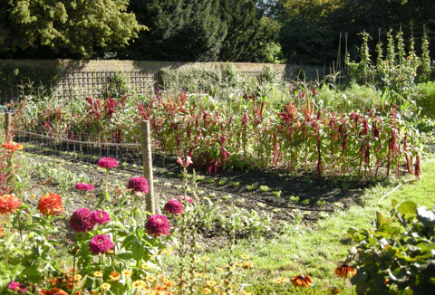 A lush garden with several different types of flowers and vegetables