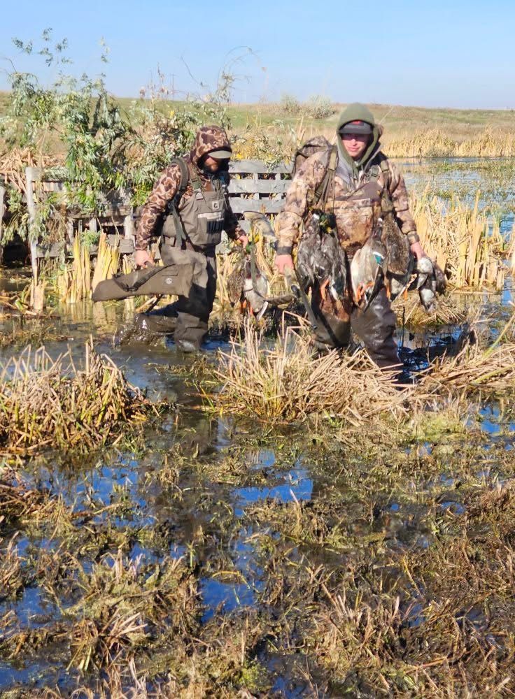 Hunters walking out of the marsh with mallards