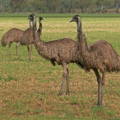 gypsy-shoals-farm-emu-mob-in-pasture gypsy-shoals-farm-emu-mob-in-pasture