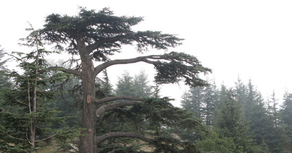 cedar-forest-lebanon