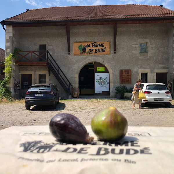 figue-fraiche-bio