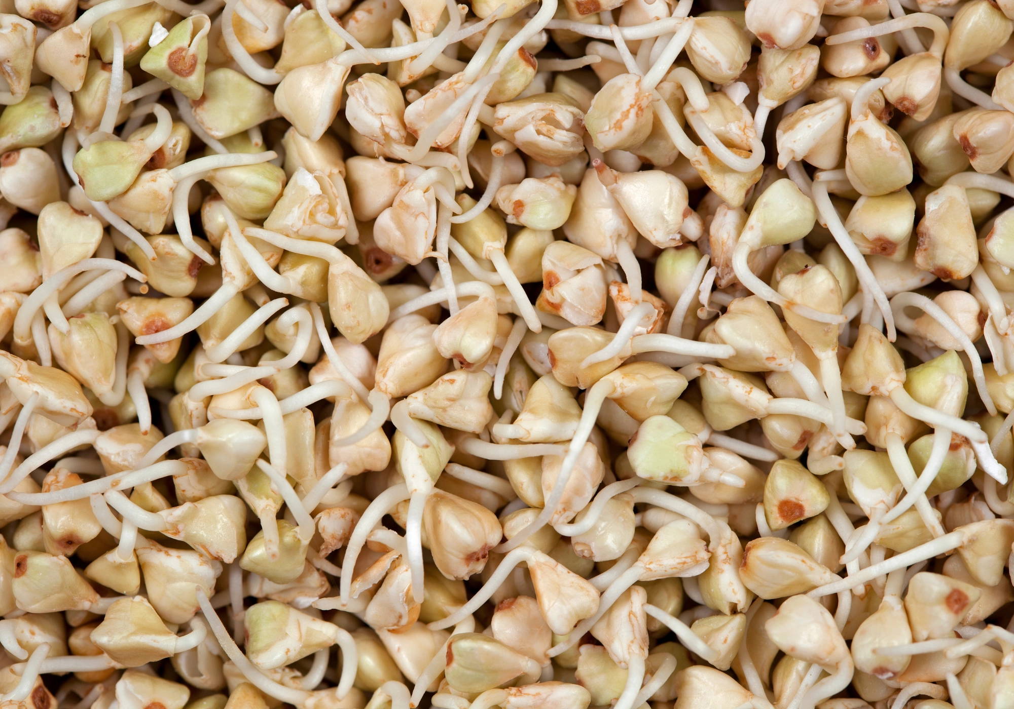 Sprouted buckwheat seeds beginning to grow during the early stages of germination.