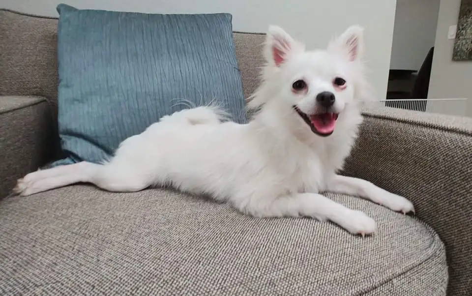 jack russell american eskimo chihuahua mix