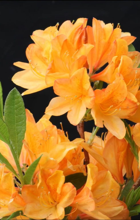 Great Pine Nursery - Image 5