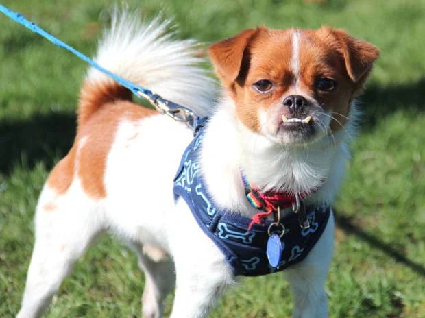 japanese chin chihuahua mix