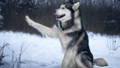 Heller Hund mit langem Fell liegt lustlos auf Steinen.