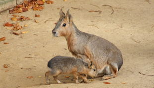 zoo dortmund große mara