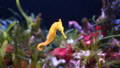 seahorse underwater