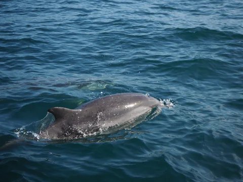 Dolphin Watching with Marine Biologist (Small Group)