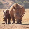 Mother and baby rhino walking in the savanna