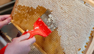 bienen bausmuehle natuerlich lernen solingen