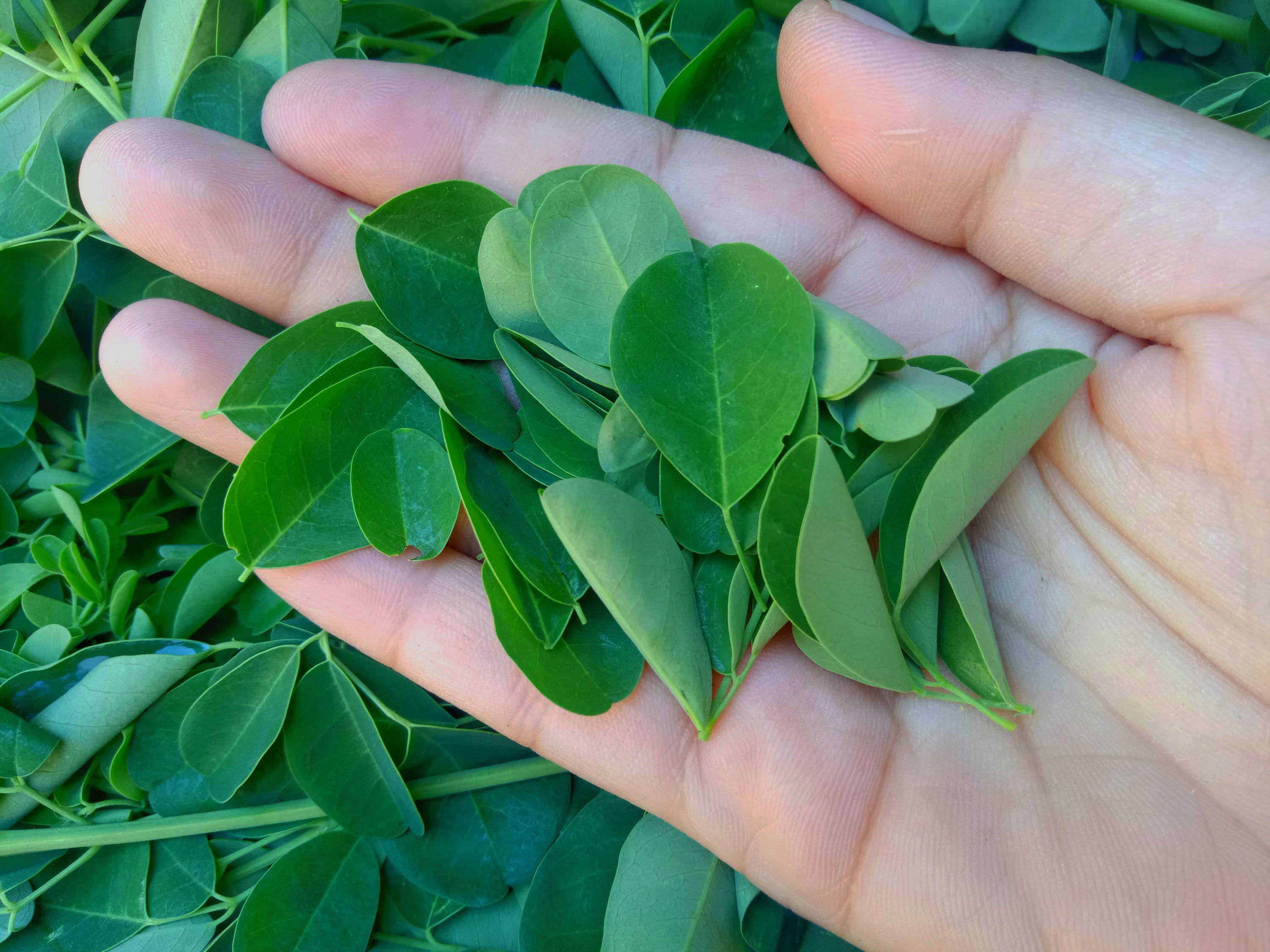 Moringa-Blätter