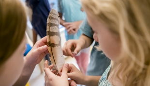 naturkundemuseum potsdam federn bestaunen