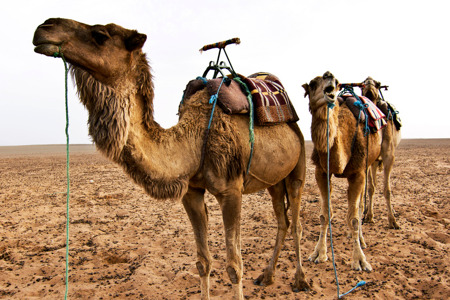 Camel ride zagora.png