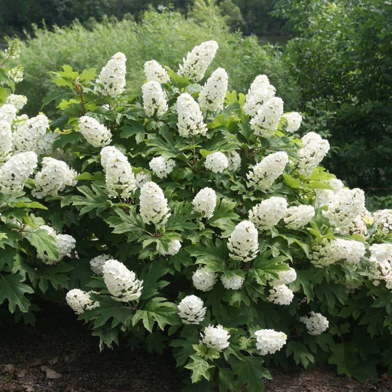 Oakleaf hydrangea with dozens of white blooms.