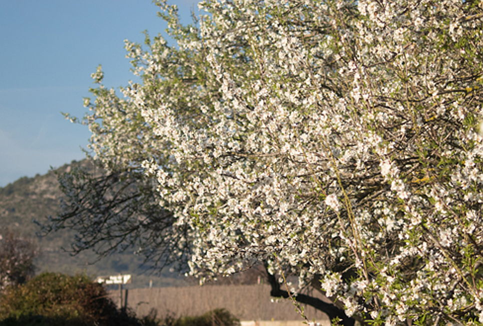  Pollensa
- Mandelblüte Frühlingsbeginn im Nord Mallorca