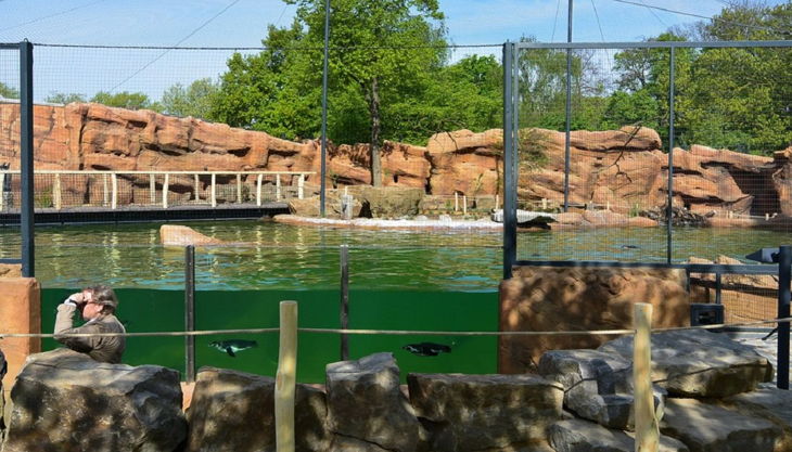 zoo krefeld pinguin pool