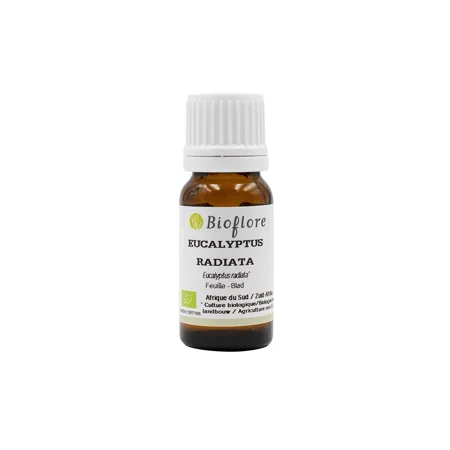 Ätherisches Öl aus Eukalyptus radiata - Bio