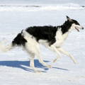 Windhund rennt im Schnee