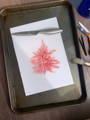 red seaweed floating on watercolour paper