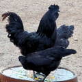 breeding-trio-ayam-cemani-rare-poultry