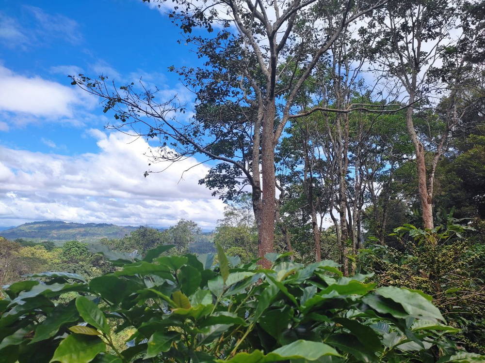 Coffee farmland in the El Paraíso region of eastern Honduras