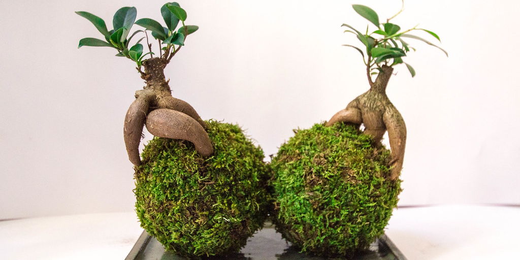 Bonsai Kokedama with Nodest Plants promotional image