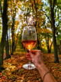 verre de vin orange en forêt