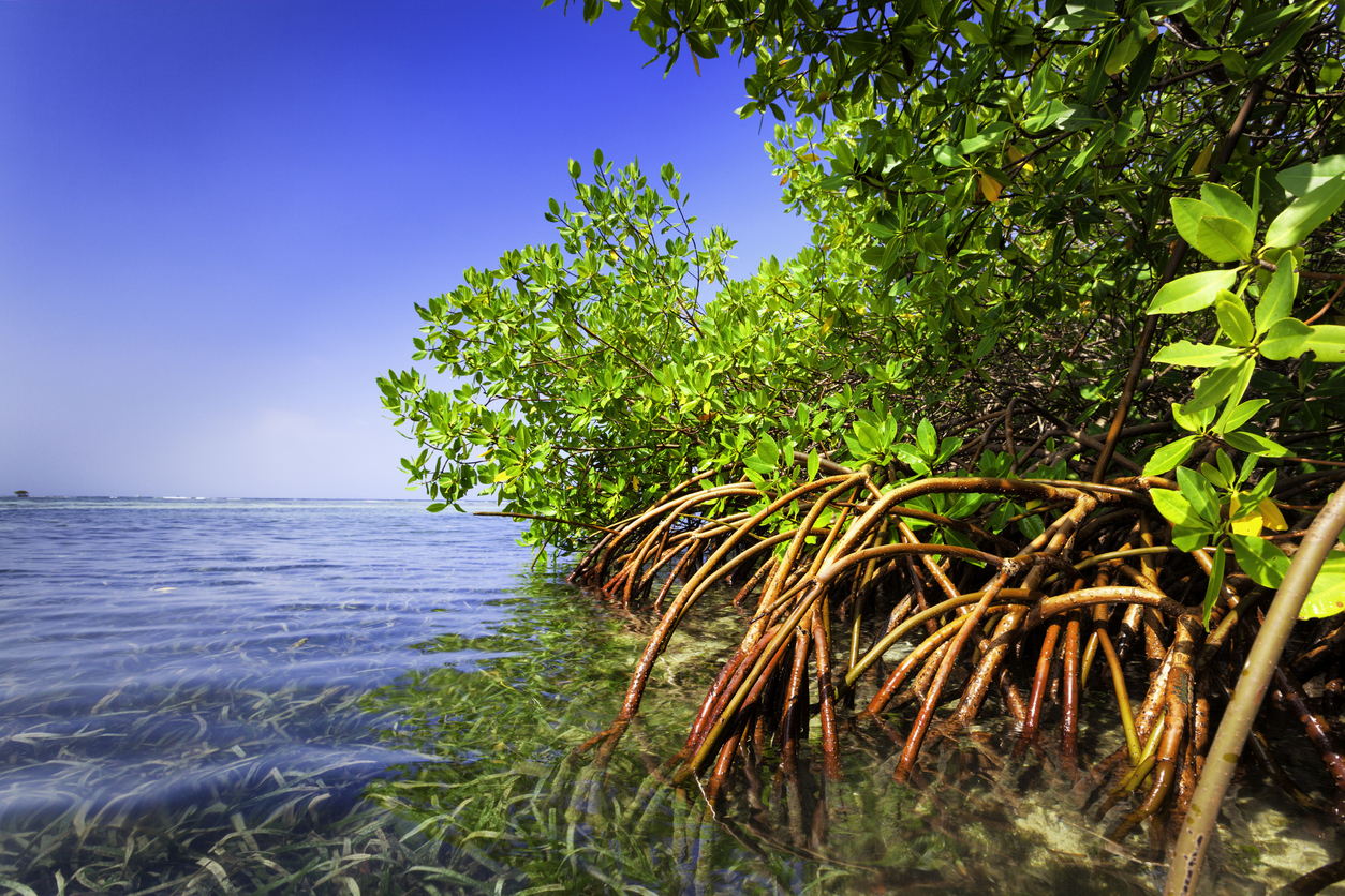 Mangrove trees with exposed roots grow along the edge of clear, shallow water under a bright blue sky, with green leaves and submerged aquatic plants visible beneath the surface.