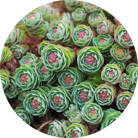 Rhodiola Rosea Extract