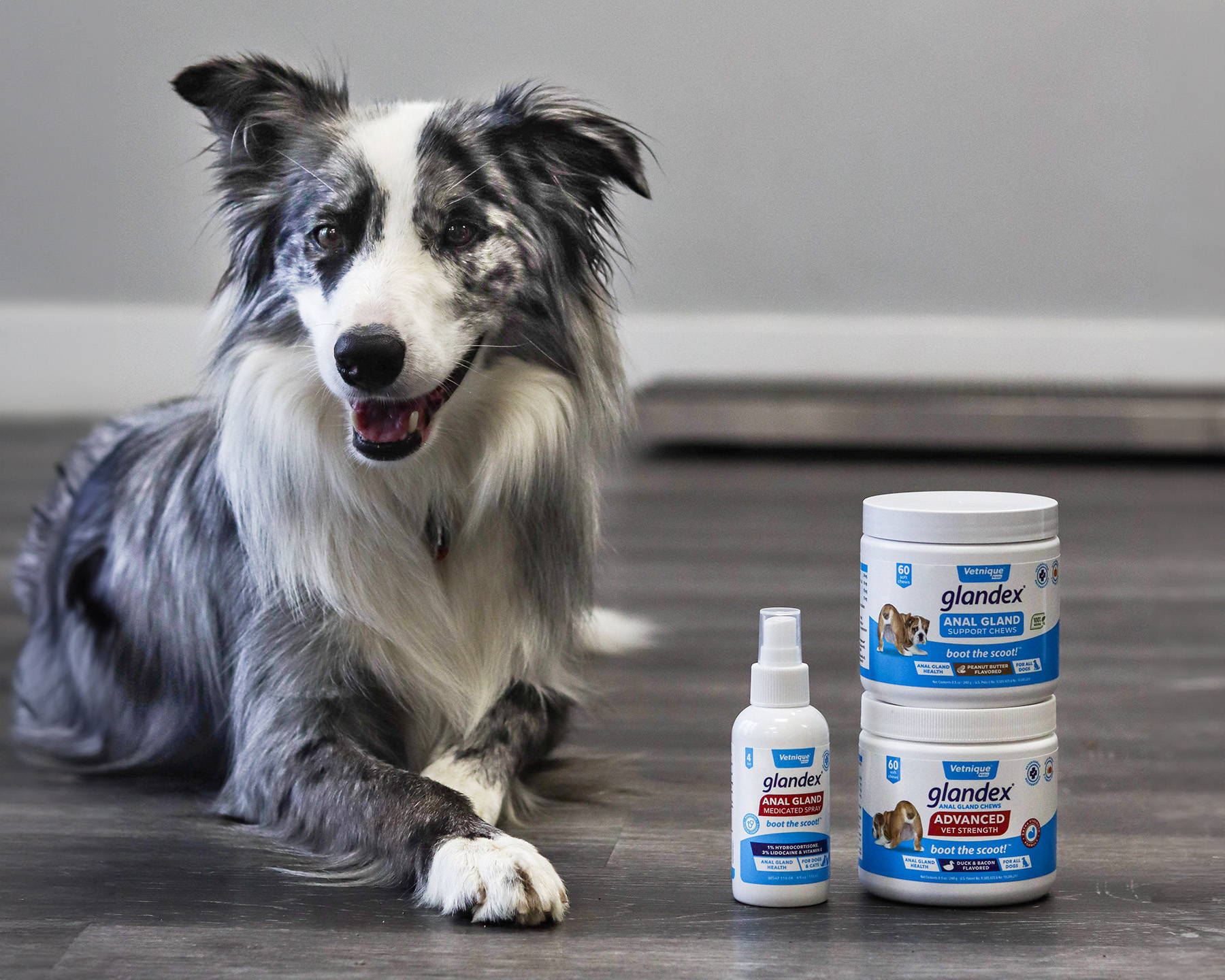 Dog receiving care for anal gland discomfort