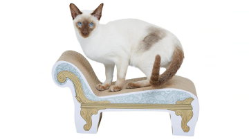 Main Content Image