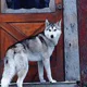 How the DOL brought the IRS wolf to the RIA door with its 'rule' -- think IRAs